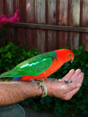 King parrot at Eildon